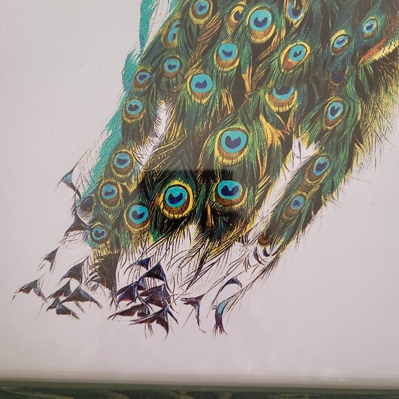Framed Peacock Watercolor Painting Print Framed Wall Art Print 16" x 13" - Picture 3 of 4
